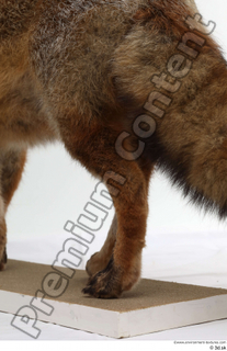 Red fox leg 0025.jpg